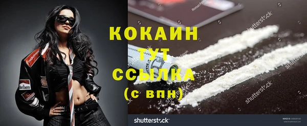 прущие грибы Новозыбков