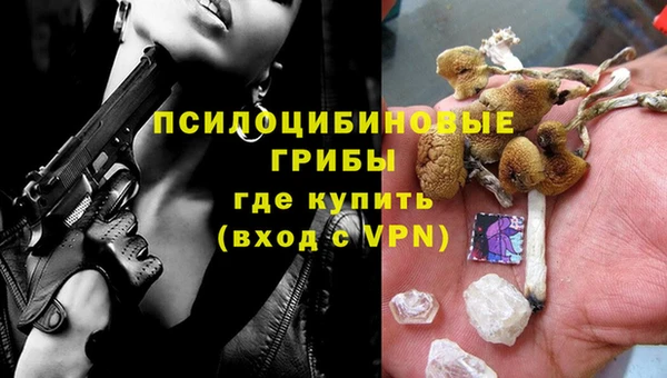 прущие грибы Новозыбков