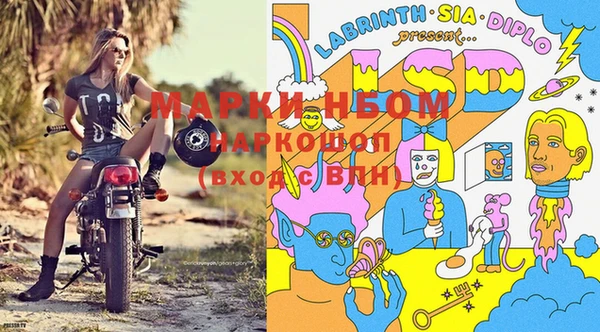 прущие грибы Новозыбков